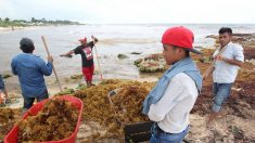 México buscará desviar el sargazo antes de que llegue a sus costas del Caribe