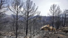 Gobierno español destinará 750.000€ a restaurar el área afectada por incendio Llutxent