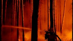 Evacuados tres pueblos de la región que rodea Berlín por incendio forestal