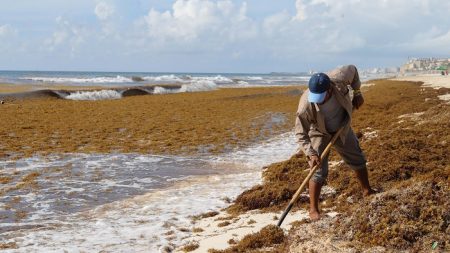 El sargazo en el Caribe mexicano, de la crisis a la oportunidad