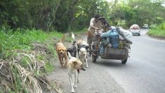 Este hombre está recorriendo todo México para rescatar perros abandonados