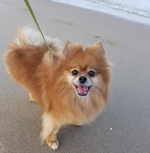Sophie da un paseo por la playa. (Cortesía de Dee Hoty)