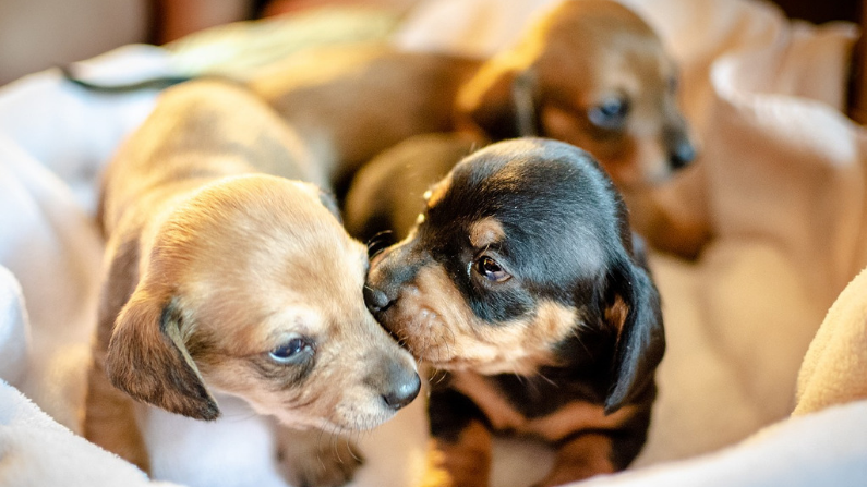 Rescate de cachorritos recién nacidos. Imagen ilustrativa. (Lauren Rathbone/Pixabay)