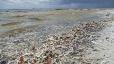 La marea roja continúa dejando miles de peces muertos en playas de Florida