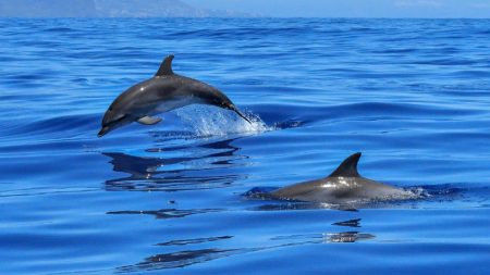 Manada de delfines salva la vida de una ballena jorobada y su bebé frente a un grupo de turistas