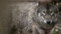 Macabro hallazgo de una cabeza y cola de lobo flotando en una piscina española