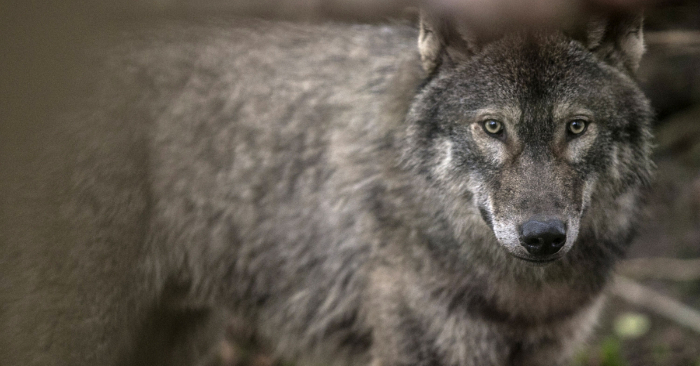 Un joven lobo macho. (Foto de Matt Cardy/Getty Images)