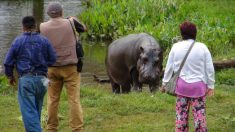 Hipopótamo mata a turista de una mordida en el pecho cuando intentaba fotografiarlo en Kenia