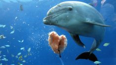 Abandonan a un delfín dentro de un acuario que cerró causando indignación y protestas en Japón
