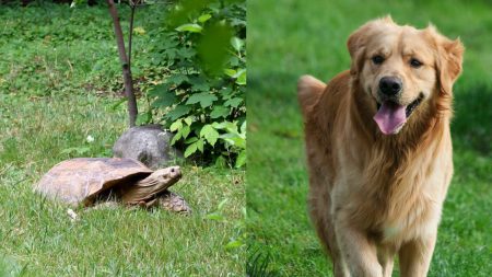 Perrito se convierte en el mejor amigo de una tortuga que era acosada por otras