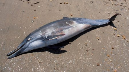 Hallan hembra delfín asfixiada por un pañal desechable arrojado en playas mexicanas