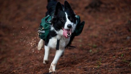 Captan trabajo hipnótico de un perro pastor con su inmenso rebaño de ovejas visto desde un dron