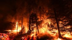 Feroces Imágenes de los gigantescos incendios en California: 122.000 hectáreas quemadas