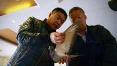 Chinos hacen fraude ganando tradicional carrera de palomas enviándolas por el tren bala