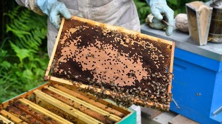 Muerte de millones de abejas siembra incertidumbre en apicultores mexicanos