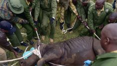 Desconcierta muerte de 11 rinocerontes en Kenia por beber agua con sal