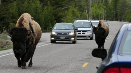 Video: acosa a un bisonte en el tráfico del Parque Nacional Yellowstone y termina arrestado