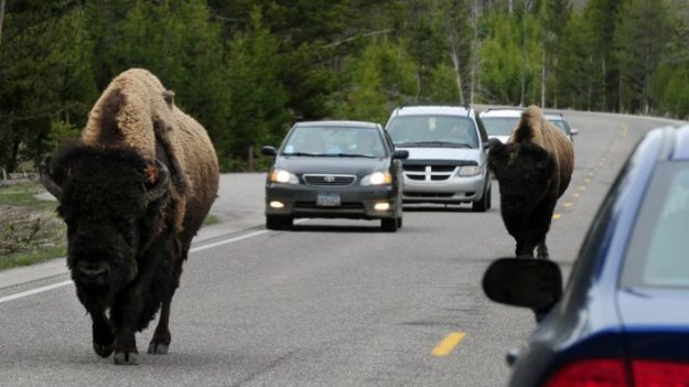 Video: acosa a un bisonte en el tráfico del Parque Nacional Yellowstone y termina arrestado