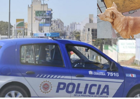 Robo en Argentina hizo historia, un perro en la escena delató a su propio dueño como ladrón