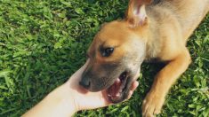 Una adolescente decidida rescató a un cachorro abandonado que conoció en sus vacaciones en Jamaica