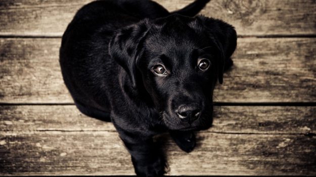 Escucha llantos en medio de la oscuridad y termina rescatando a 7 cachorros náufragos en una isla