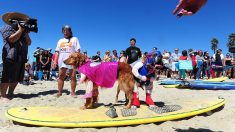 Este asombroso perro surfista ayuda a sanar los corazones y almas de los niños