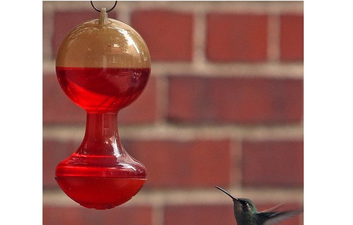 El colibrí, una ave amenazada y convertida en amuleto en nombre del amor.
Fotografía fechada el 13 de agosto de 2018, muestra un ejemplar de colibrí mientras vuela, en Ciudad de México (México). EFE