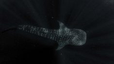 Tiburón ballena de Baja California, del maltrato a ejemplo de conservación
