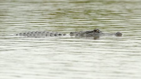 Un caimán muerde en un brazo a un hombre en campo de discogolf de Florida