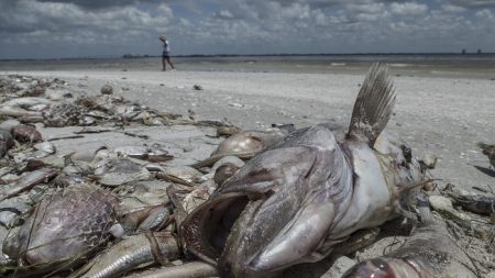 Florida enfrenta la llegada de la peligrosa marea roja a sus costas