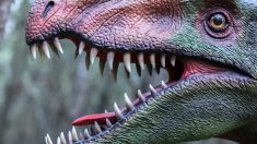 Millones de años después de su extinción, persiste misterio sobre dinosaurios