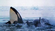 La contaminación por PCB amenaza con extinguir las orcas, según estudio