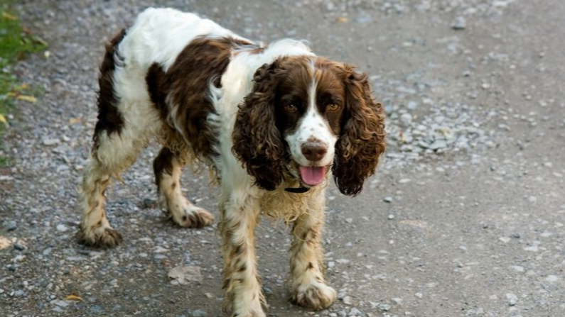 Perrito Springer Spaniel inglés perdido. Imagen ilustrativa. (Karen Arnold/Pixabay)