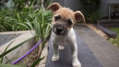 Gracias a un rescate perfecto, esta madre y sus cachorros se salvan del ataque de cientos de pulgas