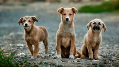 “La tierra de los sin hogar» en Costa Rica alberga a casi 1000 perros rescatados. ¿La conoces?