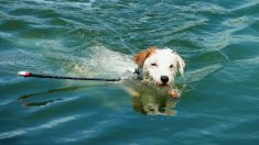 Estaba a punto de tirar las cenizas de su abuela al mar cuando saltó al agua para salvar a un perro