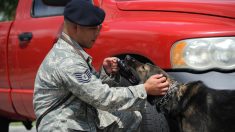 Policías salvan a dos perros de morir de calor al romper las ventanas de un auto