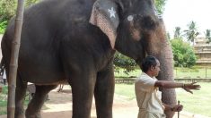 Este compasivo elefante se apresura para ayudar a su cuidador cuando ve que está siendo «atacado»