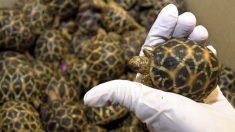 Pasajero salva en un tren a 50 tortugas pequeñas destinadas al tráfico ilícito en la India