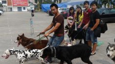 ¿Por qué no comer carne de perro? Las autoridades de Hanoi lo explican