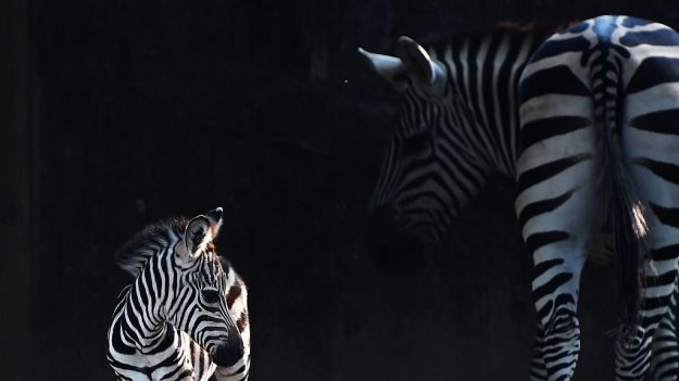 Cebra recién nacida cae al agua en un zoo de España y los cuidadores la salvan justo a tiempo