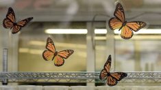 México, Canadá y EEUU usan ciencia ciudadana para conservar mariposa monarca