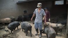 Autoridades chinas descubren gran cantidad de carne de cerdo no autorizada mientras la peste porcina azota China