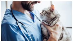 Un veterinario se niega a sacrificar a una gata y le da otra oportunidad de vivir y ser mamá