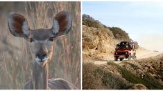 Turista en medio de un safari no lo piensa 2 veces y ayuda a desesperado impala atrapado en el barro