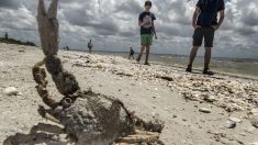 Cierran playas de Miami ante la presencia confirmada de la marea roja