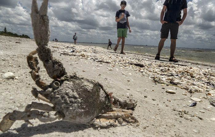 Cierran playas de Miami ante la presencia confirmada de la marea roja
Las autoridades del condado Miami-Dade cerraron desde hoy y hasta nuevo aviso algunas playas en esta parte de la costa atlántica, luego de que análisis de laboratorio confirmaran la presencia de la "marea roja". EFE/Archivo