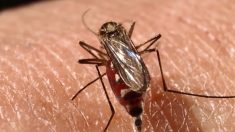Los primeros infectados por dengue en España son dos vecinos de Alhama Murcia