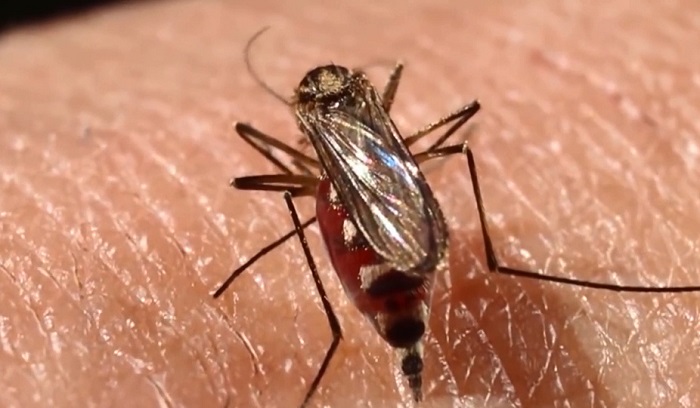 Los primeros infectados por dengue en España son dos vecinos de Alhama Murcia
Imagen de un mosquito "Aedes aegypti". EFE/Archivo