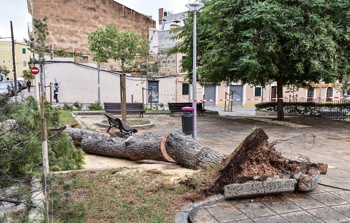 En la imagen un operario del Ayuntamiento de Palma, retira un árbol caído en un parque de la capital Mallorquina. EFE